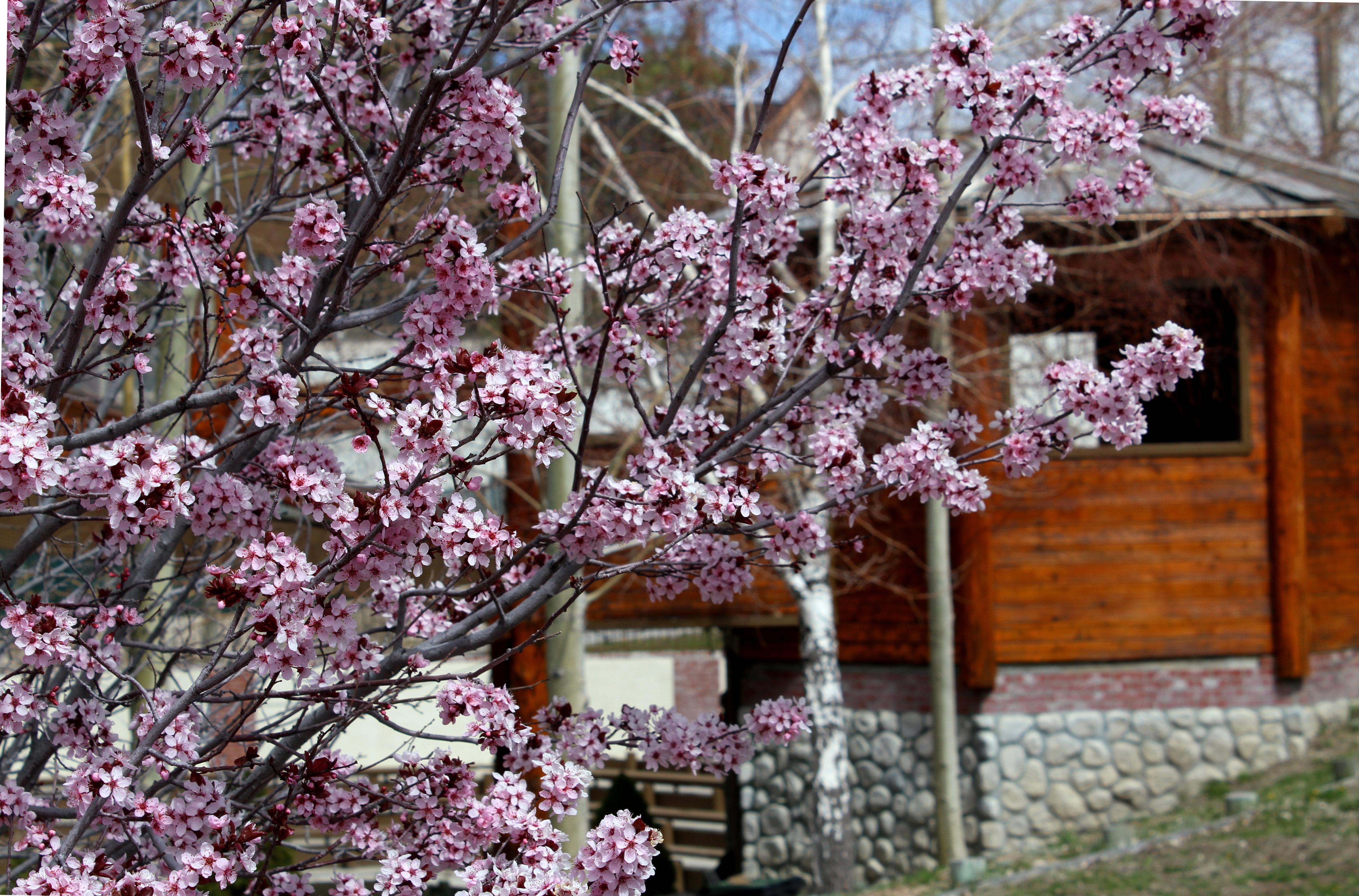 Holiday Inn Resort The Lodge At Big Bear Lake By Ihg Exteriör bild